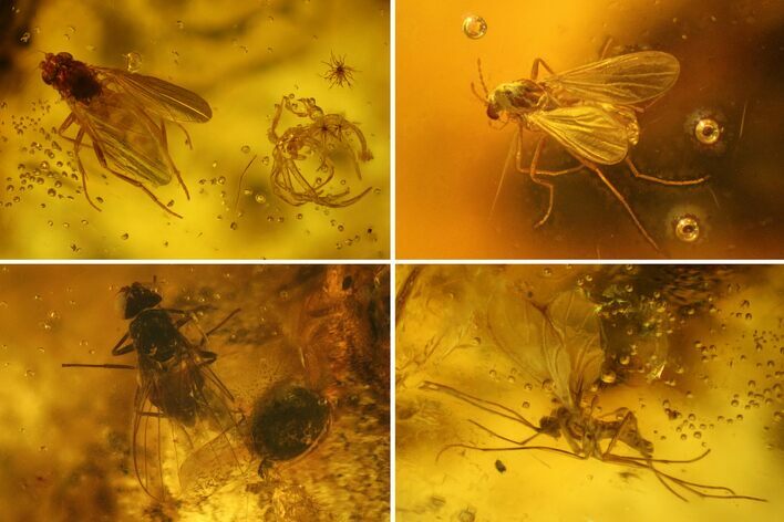 Fossil Spider Exuviae and Four Flies in Baltic Amber #166264